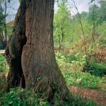 Amela H. (2000)  - Manchmal fühle ich mich so leer... wie dieses Loch im Baum. Hier begann meine erste Liebe...