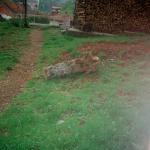 Svetlana J.  (2000)  - Dieser Apfelbaum hat gelebt, jetzt ist es nur noch ein Stumpf.