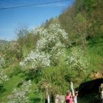 Almasa A. (2005)  - Mein Garten in der Blüte. Es fehlt mir meine Familie.