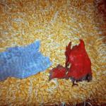 Amela H. (2000)  - Die Reste meiner Kleidungsstücke. Das ist alles, was von ihnen übrig ist. Ich habe sie in meinem zerstörten Haus gefunden.