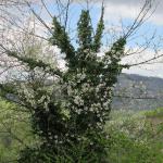 Svetlana J.  (2015)  - Only nature can create this. 