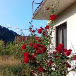 Vojka J.  (2015)  - My yard and roses. 