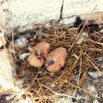 Dada M. (2015)  - New born lifes. Don't let them fly far away. 